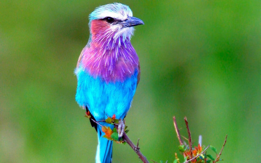 Lilac Crested Roller