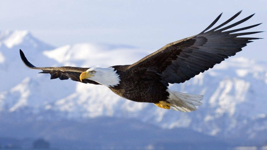 http://t.wallpaperweb.org/wallpaper/animals/1920x1080/Bald_Eagle_in_Flight_Alaska.jpg