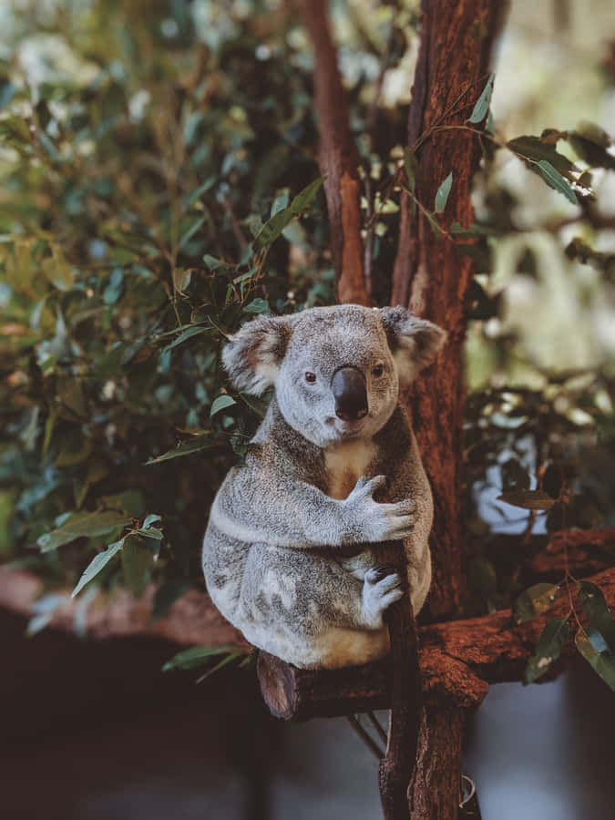 Koala Bear Pictures